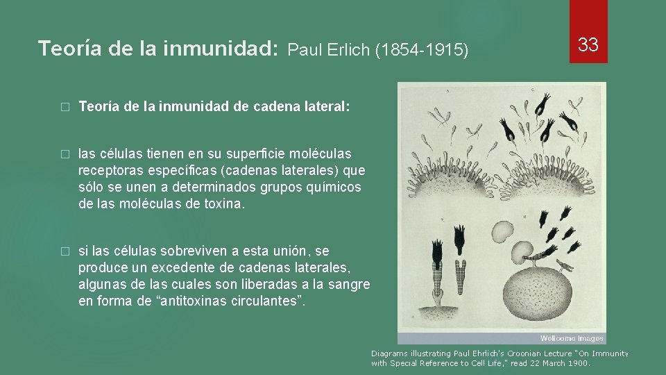 Teoría de la inmunidad: Paul Erlich (1854 -1915) � Teoría de la inmunidad de Teoría de la inmunidad: Paul Erlich (1854 -1915) � Teoría de la inmunidad de