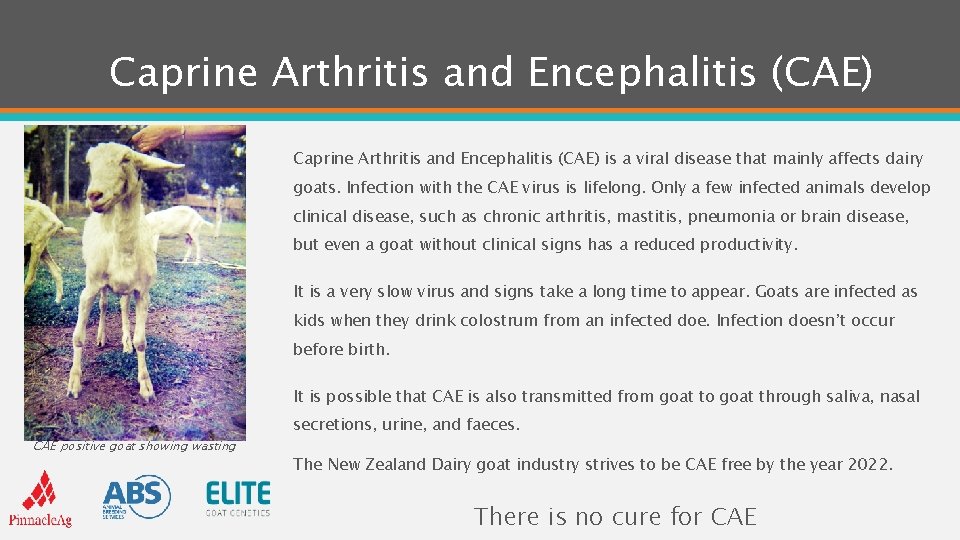 Caprine Arthritis and Encephalitis (CAE) is a viral disease that mainly affects dairy goats.