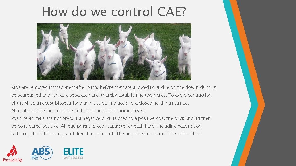 How do we control CAE? Kids are removed immediately after birth, before they are