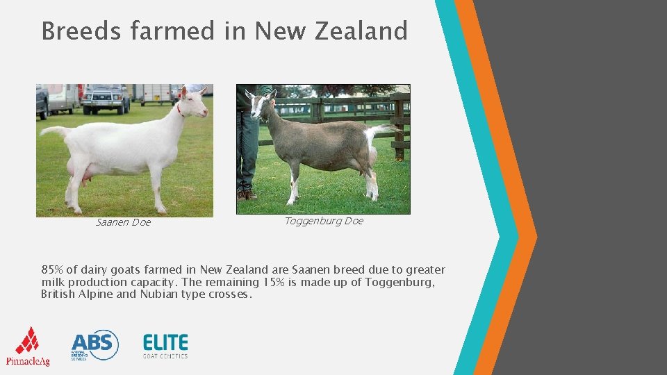 Breeds farmed in New Zealand Saanen Doe Toggenburg Doe 85% of dairy goats farmed