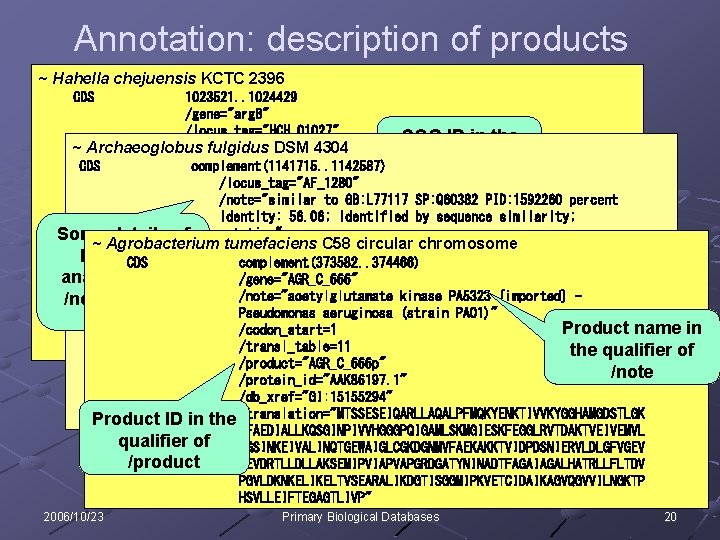Annotation: description of products ~ Hahella chejuensis KCTC 2396 CDS 1023521. . 1024429 /gene="arg.