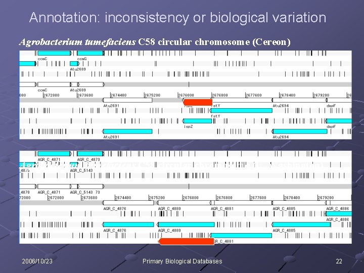 Annotation: inconsistency or biological variation Agrobacterium tumefaciens C 58 circular chromosome (Cereon) Agrobacterium tumefaciens