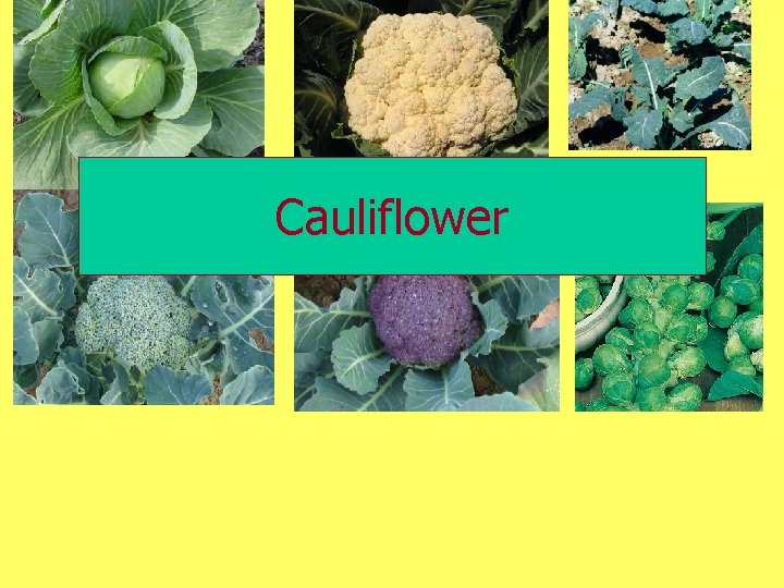 Cauliflower 