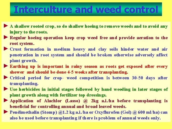 Interculture and weed control ► A shallow rooted crop, so do shallow hoeing to