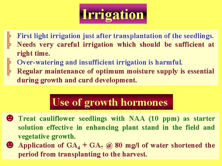 Irrigation ╠ First light irrigation just after transplantation of the seedlings. ╠ Needs very