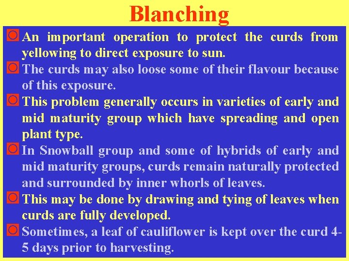 Blanching ◙ An important operation to protect the curds from yellowing to direct exposure
