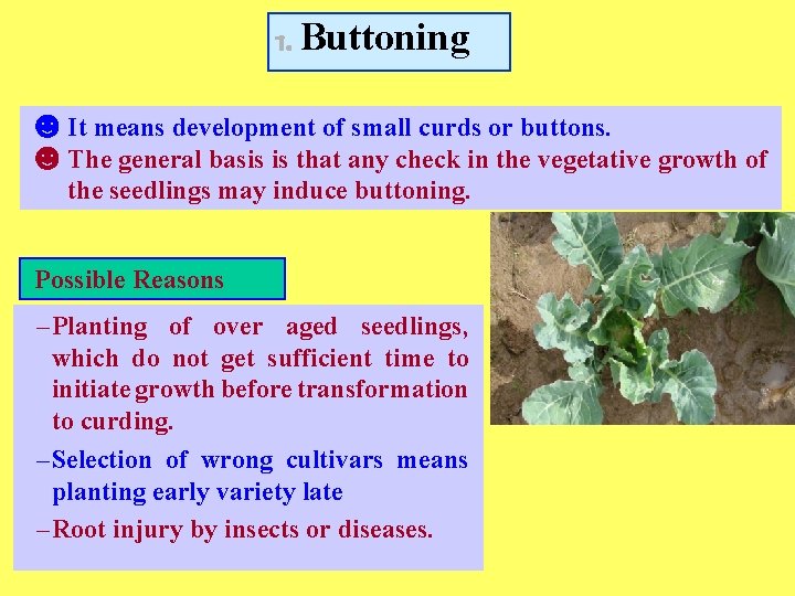 1. Buttoning ☻It means development of small curds or buttons. ☻The general basis is