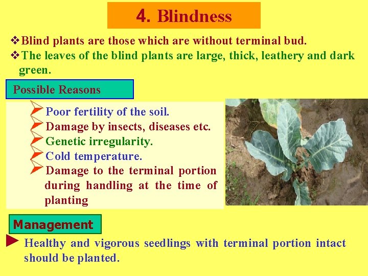 4. Blindness v. Blind plants are those which are without terminal bud. v. The