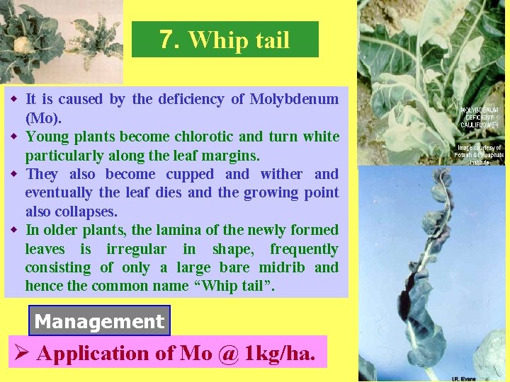 7. Whip tail w It is caused by the deficiency of Molybdenum (Mo). w