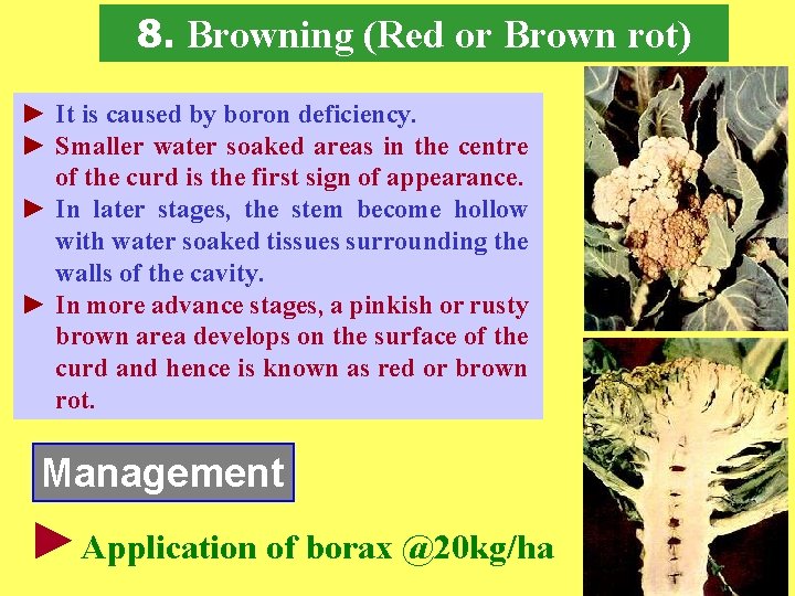 8. Browning (Red or Brown rot) ► It is caused by boron deficiency. ►
