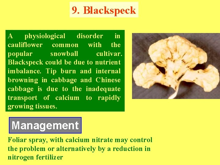 9. Blackspeck A physiological disorder in cauliflower common with the popular snowball cultivar. Blackspeck