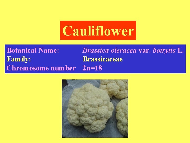 Cauliflower Botanical Name: Brassica oleracea var. botrytis L. Family: Brassicaceae Chromosome number 2 n=18