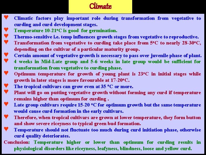 Climate ♥ Climatic factors play important role during transformation from vegetative to curding and