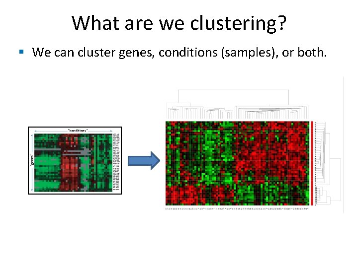 What are we clustering? § We can cluster genes, conditions (samples), or both. 