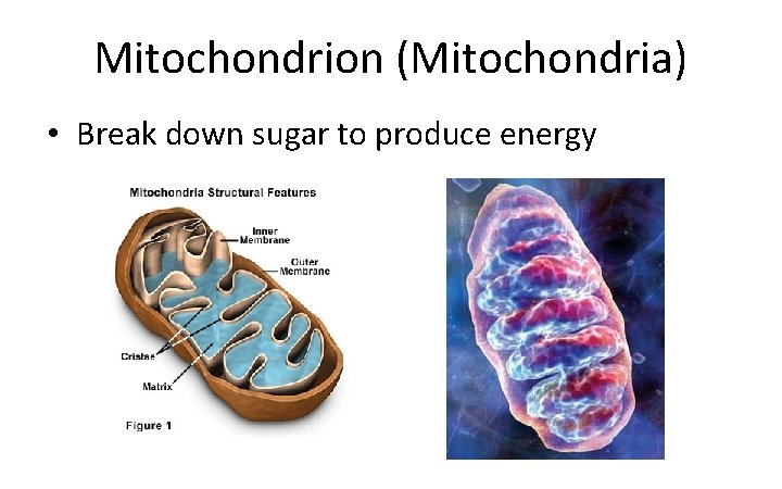 Mitochondrion (Mitochondria) • Break down sugar to produce energy 