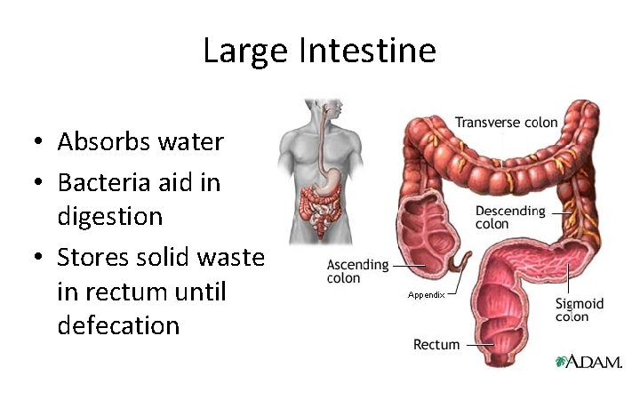 Large Intestine • Absorbs water • Bacteria aid in digestion • Stores solid waste