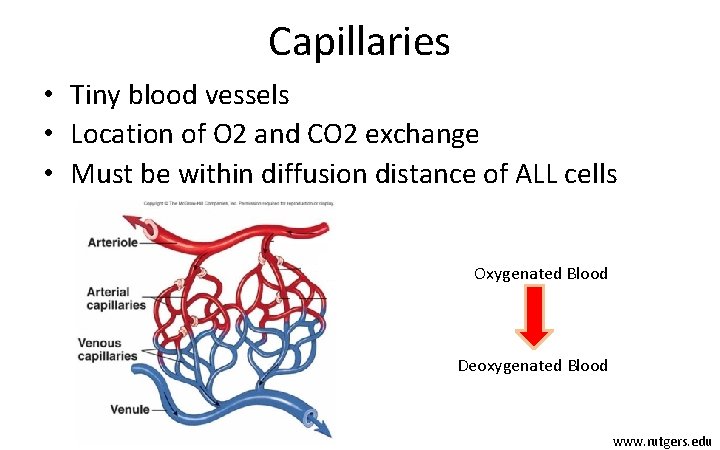 Capillaries • Tiny blood vessels • Location of O 2 and CO 2 exchange