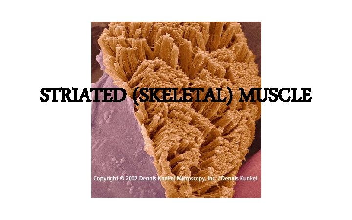 STRIATED (SKELETAL) MUSCLE 