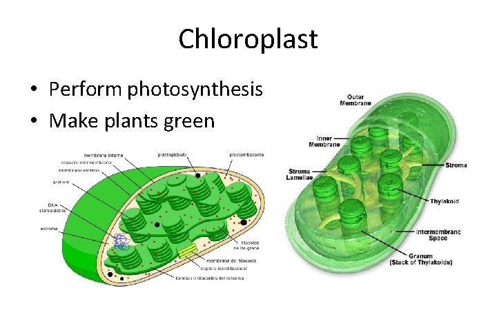 Chloroplast • Perform photosynthesis • Make plants green 