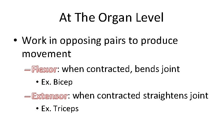At The Organ Level • Work in opposing pairs to produce movement – Flexor: