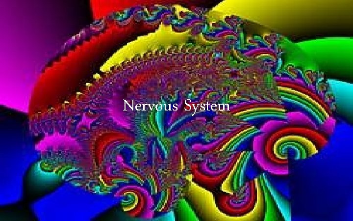 Nervous System 