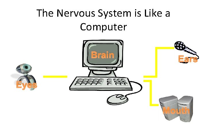The Nervous System is Like a Computer Brain Ears Eyes Mouth 