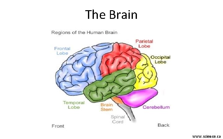 The Brain www. science. ca 