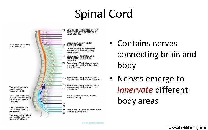 Spinal Cord • Contains nerves connecting brain and body • Nerves emerge to innervate