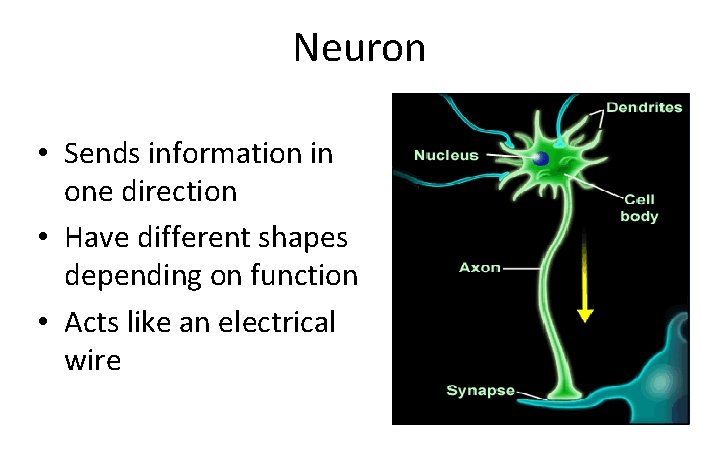 Neuron • Sends information in one direction • Have different shapes depending on function