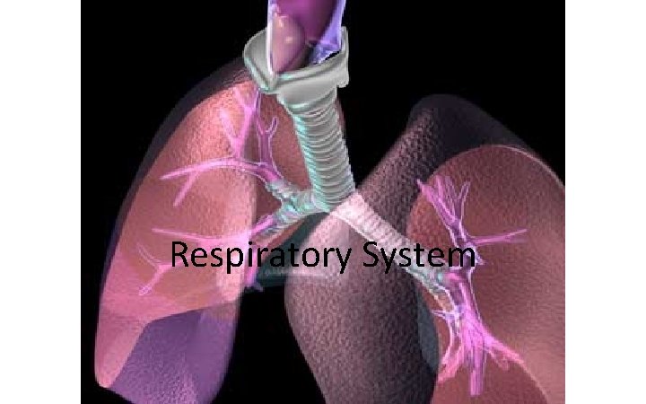 Respiratory System 