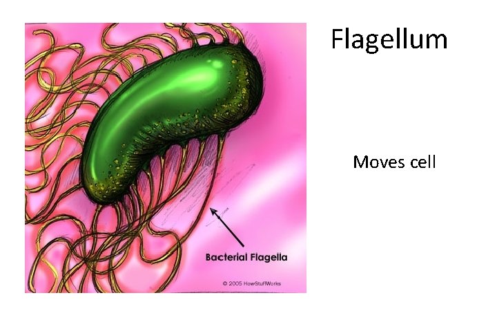 Flagellum Moves cell 