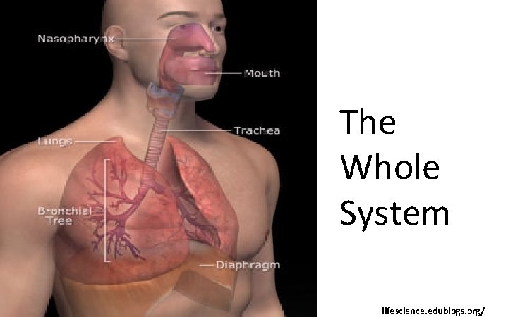 The Whole System lifescience. edublogs. org/ 