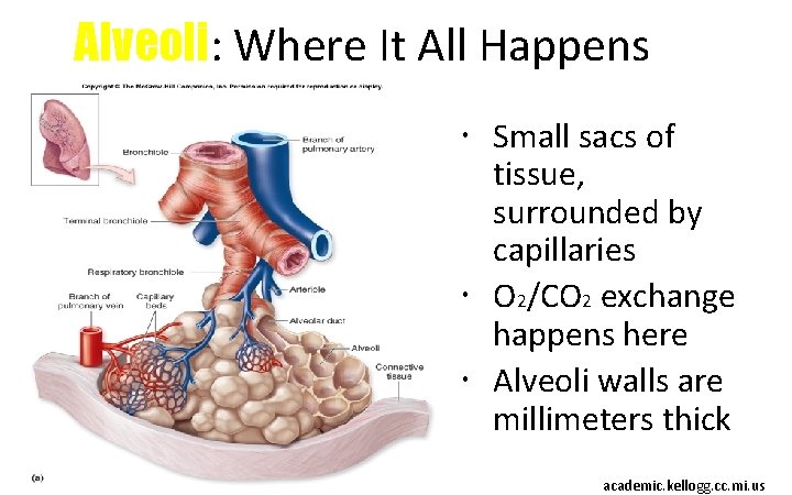 Alveoli: Where It All Happens Small sacs of tissue, surrounded by capillaries O 2/CO