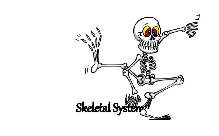 Skeletal System 