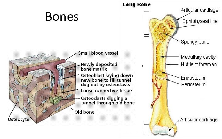 Bones 