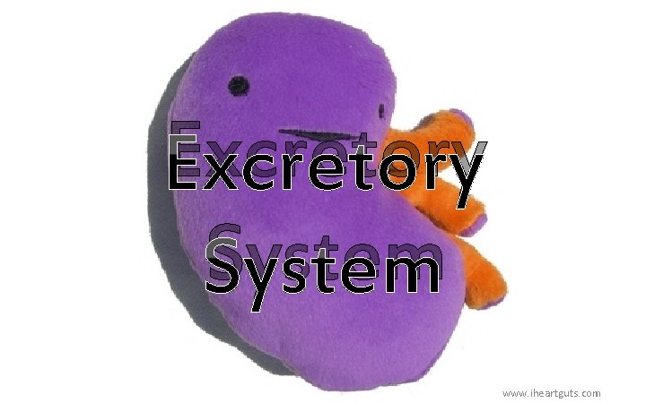 Excretory System www. iheartguts. com 