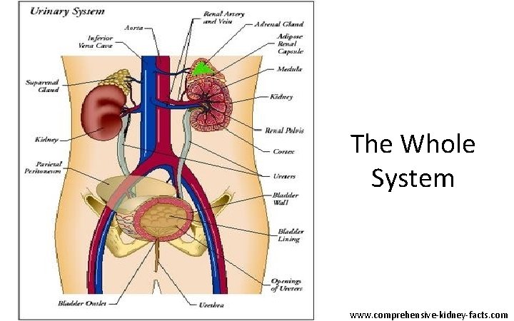 The Whole System www. comprehensive-kidney-facts. com 