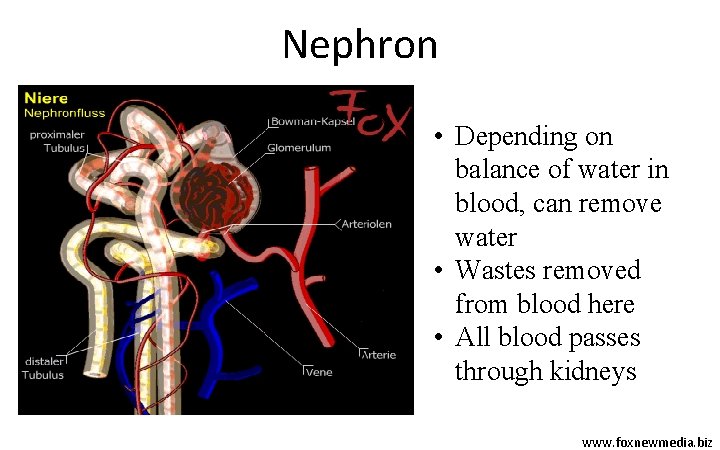 Nephron • Depending on balance of water in blood, can remove water • Wastes