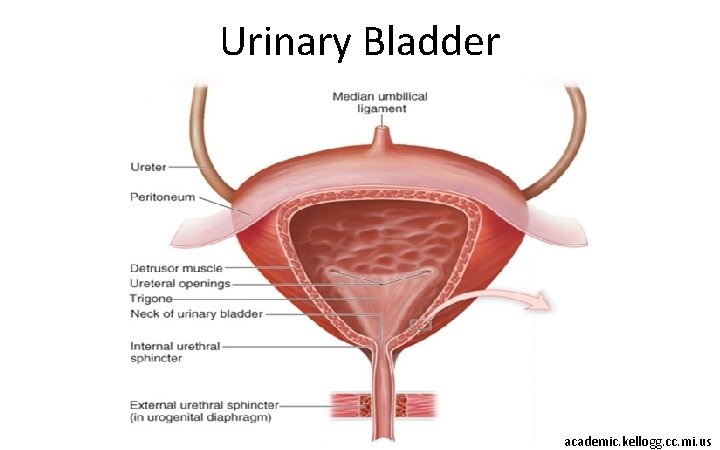 Urinary Bladder academic. kellogg. cc. mi. us 