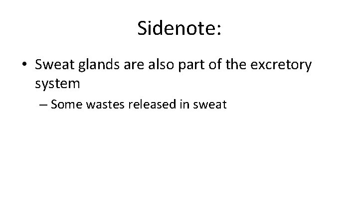 Sidenote: • Sweat glands are also part of the excretory system – Some wastes