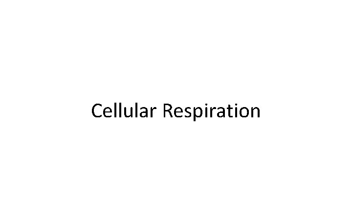 Cellular Respiration 