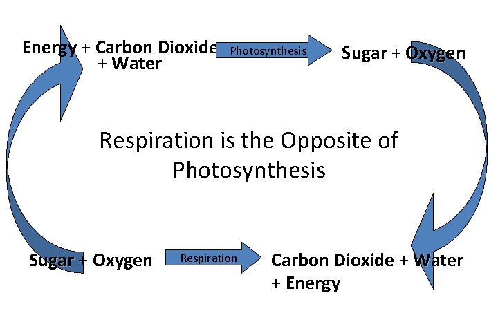 Energy + Carbon Dioxide + Water Photosynthesis Sugar + Oxygen Respiration is the Opposite