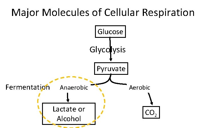 Major Molecules of Cellular Respiration Glucose Glycolysis Pyruvate Fermentation Anaerobic Lactate or Alcohol Aerobic