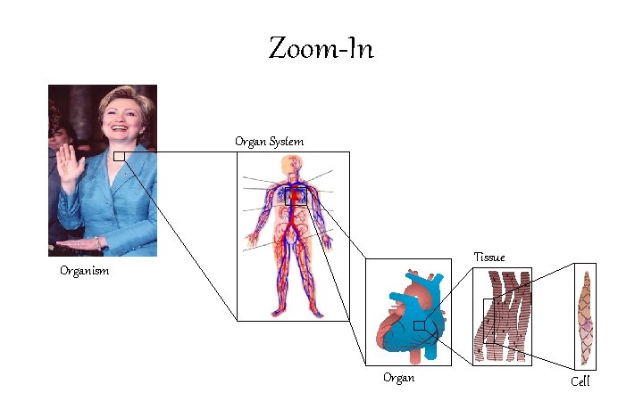 Zoom-In Organ System Tissue Organism Organ Cell 