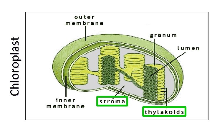 Chloroplast 