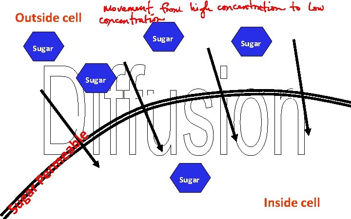 Outside cell Sugar Su ga r. P er m ea bl e Sugar Inside