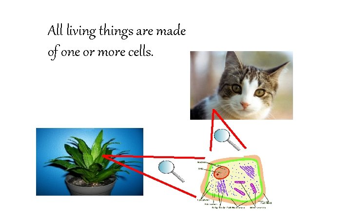 All living things are made of one or more cells. 