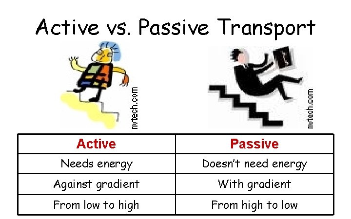 Active vs. Passive Transport Active Passive Needs energy Doesn’t need energy Against gradient With