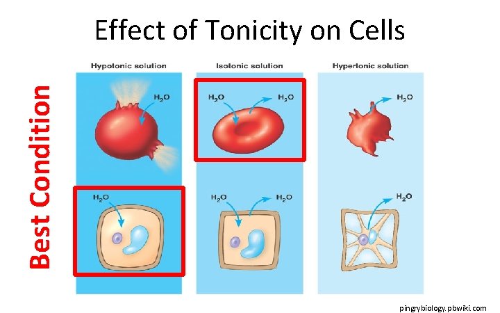 Best Condition Effect of Tonicity on Cells pingrybiology. pbwiki. com 