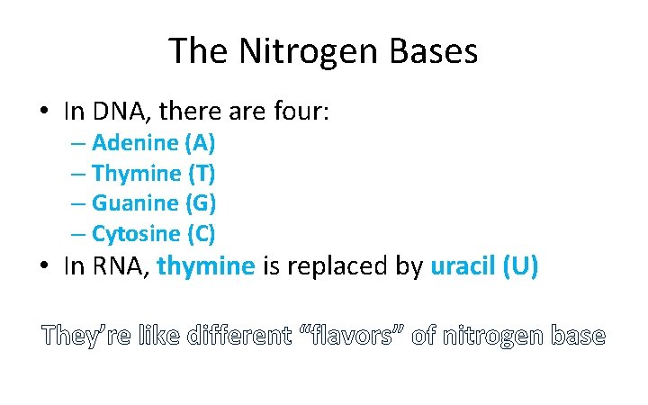 The Nitrogen Bases • In DNA, there are four: – Adenine (A) – Thymine